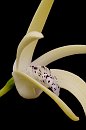 Dendrobium speciosum Dendrobium speciosum